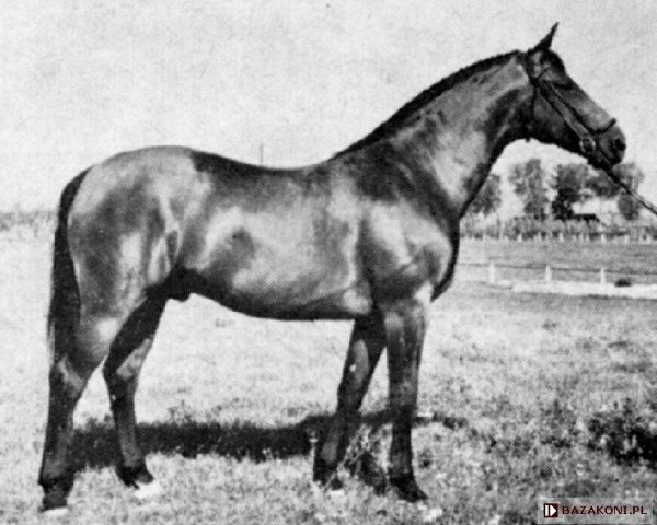 stallion Dyskobol (Great Poland (wielkopolska), 1964, from Dziegiel xx)