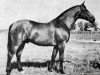 stallion Dyskobol (Great Poland (wielkopolska), 1964, from Dziegiel xx)