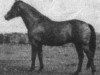 stallion Sobiepan (Polish Warmblood, 1966, from Jodko)