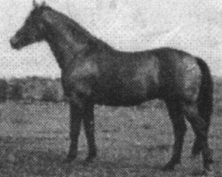 Deckhengst Sobiepan (Polnisches Warmblut, 1966, von Jodko)