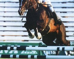 stallion Kleon (Trakehner, 1988, from Ignam)