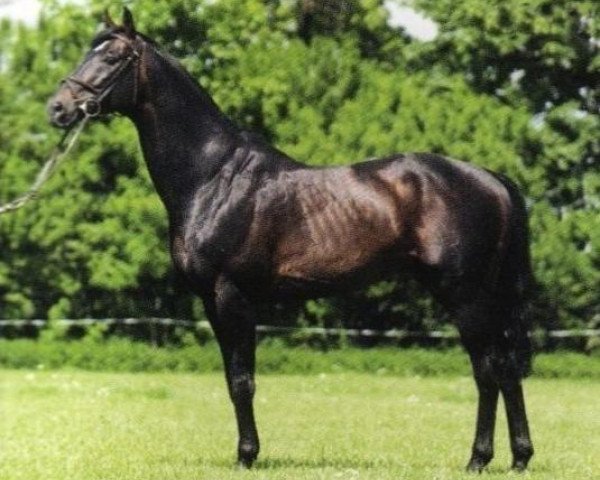 stallion Kaliniec (Trakehner, 1987, from Ignam)
