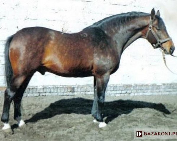 stallion Gordon I (Great Poland (wielkopolska), 1980, from Arak)
