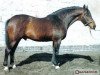 stallion Gordon I (Great Poland (wielkopolska), 1980, from Arak)