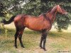 stallion Ignam (Trakehner, 1980, from Akropol)