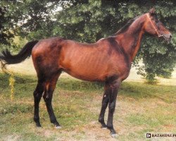 stallion Ignam (Trakehner, 1980, from Akropol)