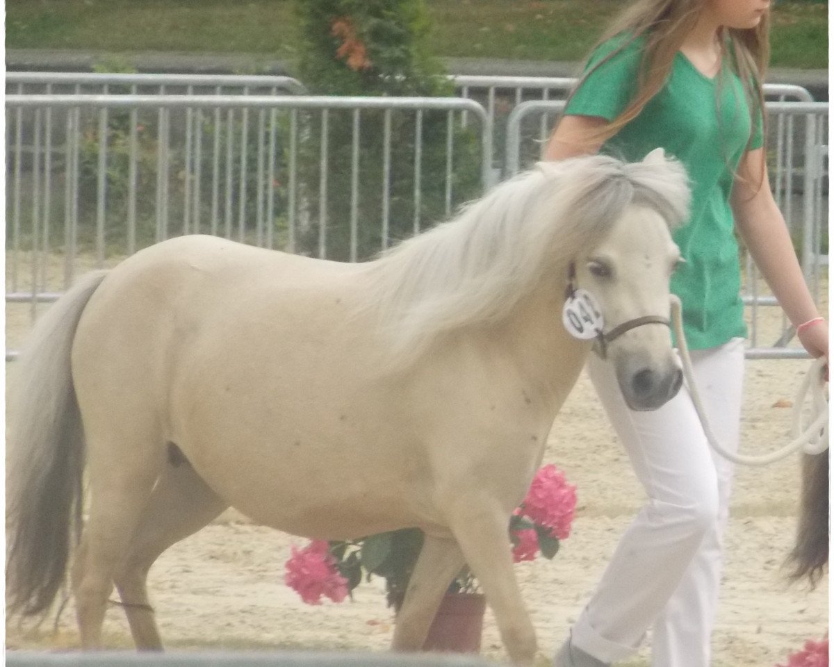 Zuchtstute Many Minis Marquita (Dt.Part-bred Shetland Pony, 2007, von Tornado)