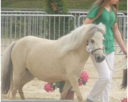 broodmare Many Minis Marquita (Dt.Part-bred Shetland pony, 2007, from Tornado)