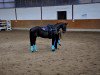 dressage horse Werter Lütscher (Hanoverian, 2004, from Wyclef Jones)