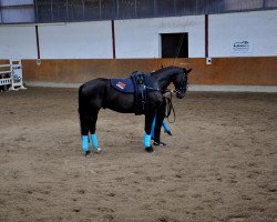 dressage horse Werter Lütscher (Hanoverian, 2004, from Wyclef Jones)