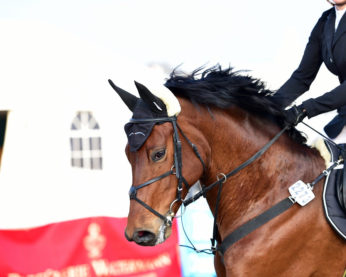 broodmare Lupicora (Rhinelander, 2004, from Lupicor)