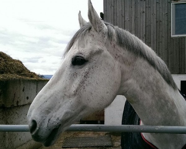 Pferd Waldeck van de Heffinck (Belgisches Warmblut, 1999, von Clinton)