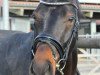 dressage horse Robbi-Ray (Westphalian, 2008, from Rock Forever NRW)