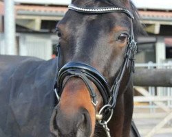 dressage horse Robbi-Ray (Westphalian, 2008, from Rock Forever NRW)