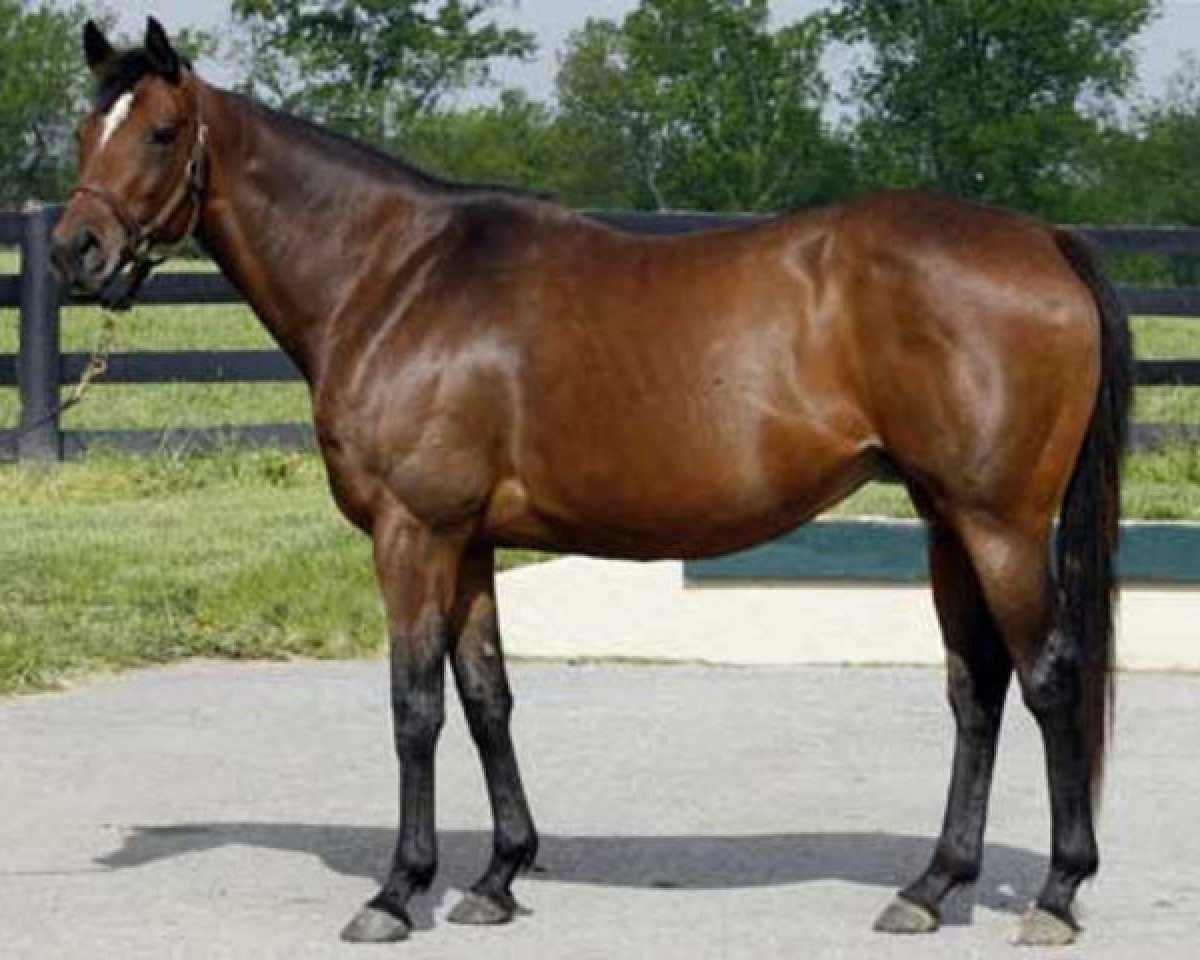 broodmare La Ville Rouge xx (Thoroughbred,  , from Carson City xx)