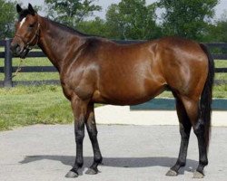 broodmare La Ville Rouge xx (Thoroughbred,  , from Carson City xx)