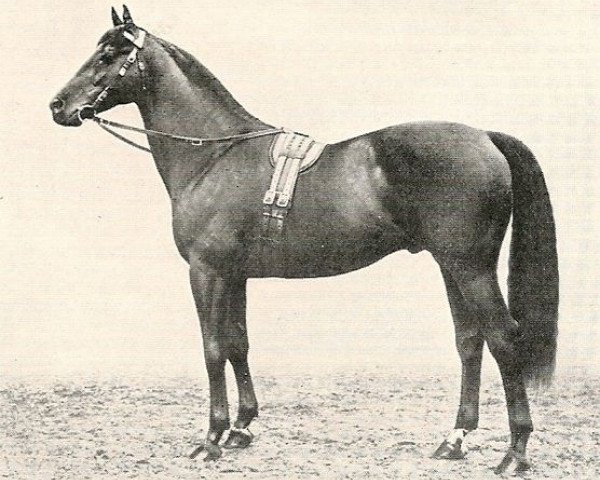 horse Friar Marcus xx (Thoroughbred, 1912, from Cicero xx)