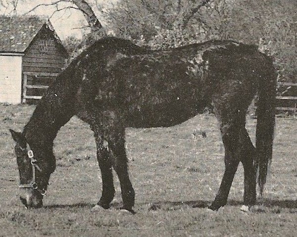 broodmare Friar's Daughter xx (Thoroughbred, 1921, from Friar Marcus xx)