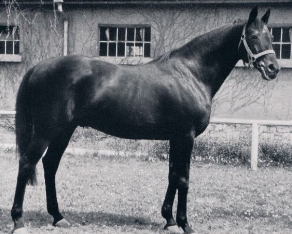 stallion Magnat xx (Thoroughbred, 1938, from Asterus xx)