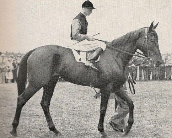 broodmare Schwarzgold xx (Thoroughbred, 1937, from Alchimist xx)