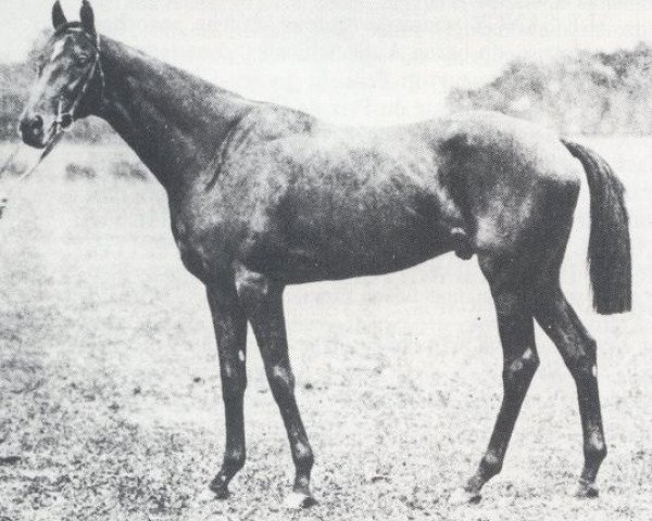 stallion Perth xx (Thoroughbred, 1896, from War Dance II xx)