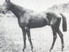 stallion Perth xx (Thoroughbred, 1896, from War Dance II xx)