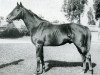 stallion Fastnet xx (Thoroughbred, 1933, from Pharos xx)