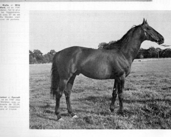stallion Fast Fox xx (Thoroughbred, 1947, from Fastnet xx)