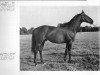 stallion Fast Fox xx (Thoroughbred, 1947, from Fastnet xx)