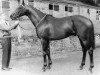stallion Javelot xx (Thoroughbred, 1956, from Fast Fox xx)