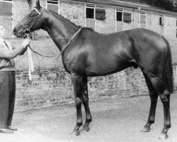 stallion Javelot xx (Thoroughbred, 1956, from Fast Fox xx)