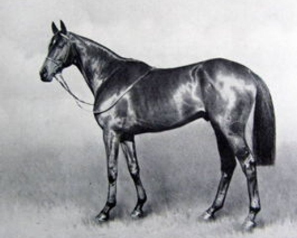 Pferd Persian Gulf xx (Englisches Vollblut, 1940, von Bahram xx)