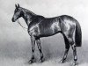 horse Persian Gulf xx (Thoroughbred, 1940, from Bahram xx)