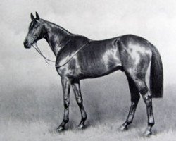 stallion Persian Gulf xx (Thoroughbred, 1940, from Bahram xx)