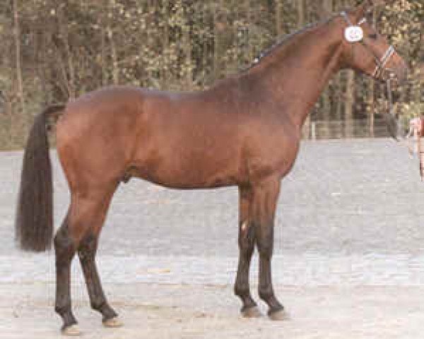 stallion Lagaro (Holsteiner, 1987, from Landgraf I)