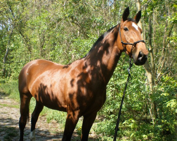 broodmare Lorina (Saxony-Anhaltiner, 1996, from Lagaro)