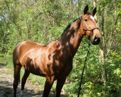 broodmare Lorina (Saxony-Anhaltiner, 1996, from Lagaro)