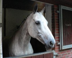 broodmare Halesia (Oldenburg, 1996, from Feiner Stern)