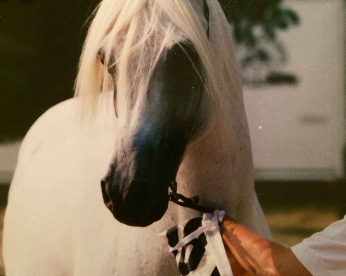 stallion Ibn Ghazal ox (Arabian purebred, 1970, from Ghazal 1953 EAO)