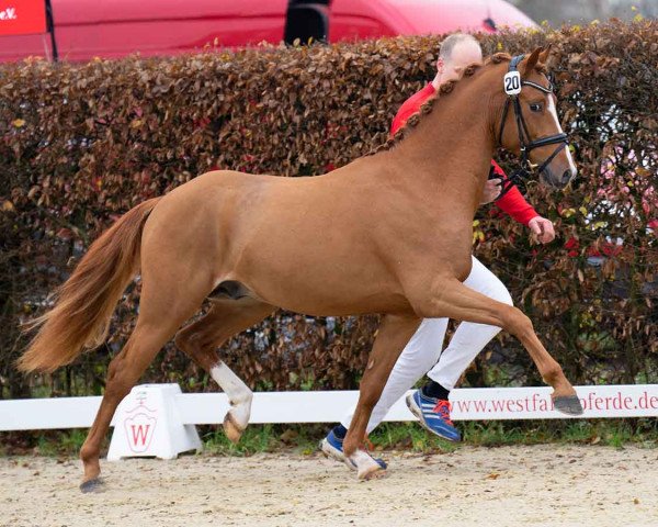 dressage horse Delsin S (German Riding Pony, 2019, from Dulcio 3)