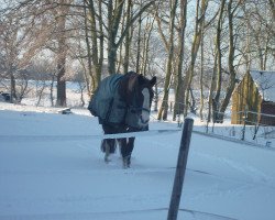 broodmare Pamina M (Westphalian, 1991, from Pluspunkt)