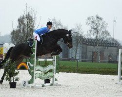 jumper Candeur 13 (Holsteiner, 2008, from Calido I)