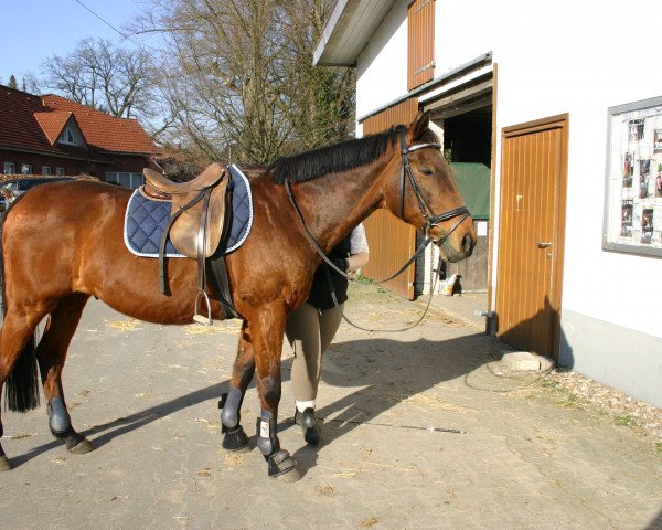 horse Leo (Hungarian Warmblood,  )