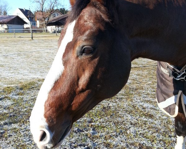 horse Peredo 2 (Württemberger, 1999, from Pik Junior)