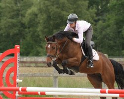 jumper Chambertino 3 (Oldenburg show jumper, 2005, from Chambertin)