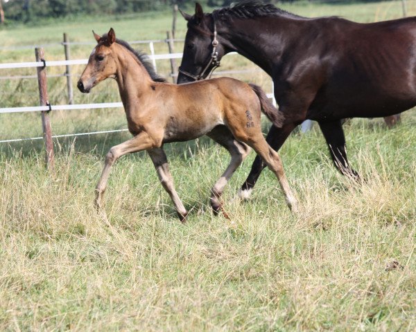 broodmare Grazia Martina 2 (Grace Beauty) (Oldenburg, 2013, from De Martino)