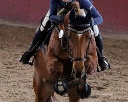 broodmare Chayenne Blue (German Sport Horse, 2008, from Chacco-Blue)