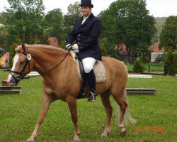 dressage horse Nico 449 (Haflinger, 1996, from Napoleon (12,5% ox))