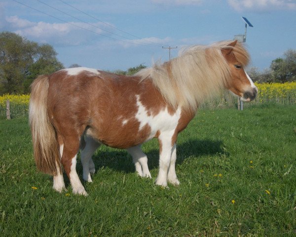 Zuchtstute Tammy (Shetland Pony (unter 87 cm),  , von Taco v.d. Eickenwal)