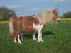 broodmare Tammy (Shetland pony (under 87 cm),  , from Taco v.d. Eickenwal)